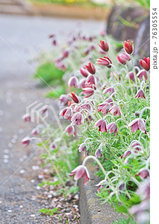 白い産毛で覆われているオキナグサの花 白い産毛で覆われているオキナグサの花 76305554