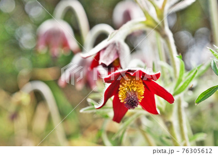 白い産毛に覆われたオキナグサの花 白い産毛に覆われたオキナグサの花 76305612