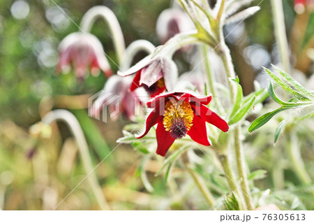 白い産毛に覆われたオキナグサの花 白い産毛に覆われたオキナグサの花 76305613
