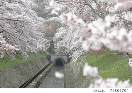 琵琶湖疏水の桜　横画像 76305704