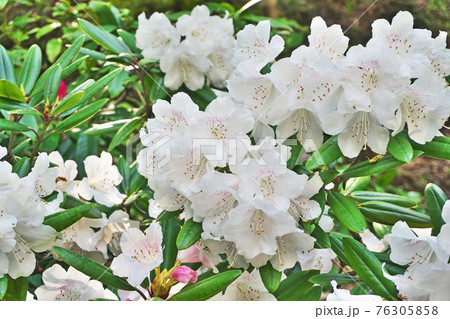 白いシャクナゲの花の写真素材