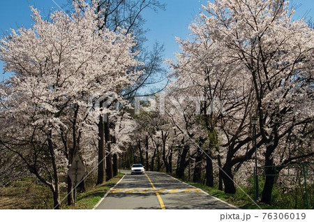 春 桜 花 76306019