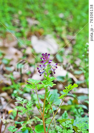 薄紫色のムラサキケマンの花 薄紫色のムラサキケマンの花 76306138