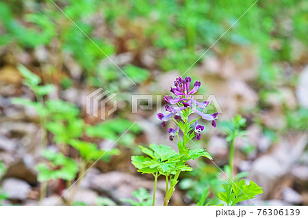 薄紫色のムラサキケマンの花 76306139