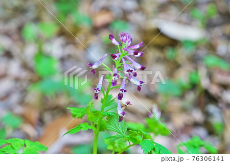 薄紫色のムラサキケマンの花 薄紫色のムラサキケマンの花 76306141