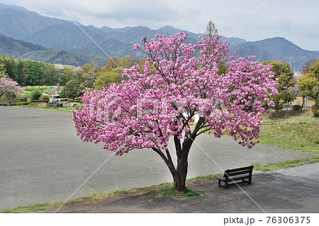 ピンクの八重桜の花 ピンクの八重桜の花 76306375