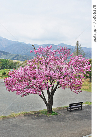 ピンクの八重桜の花 ピンクの八重桜の花 76306379