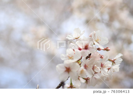 春の花「桜」 76306413