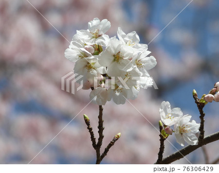 八分咲き。満開前に花ボール。 76306429