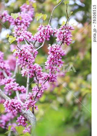満開の花蘇芳（ハナズオウ）　 76306515