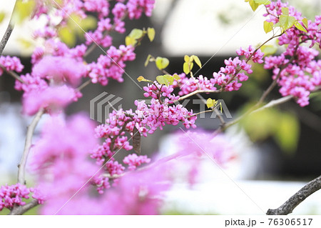 満開の花蘇芳 ハナズオウ の写真素材