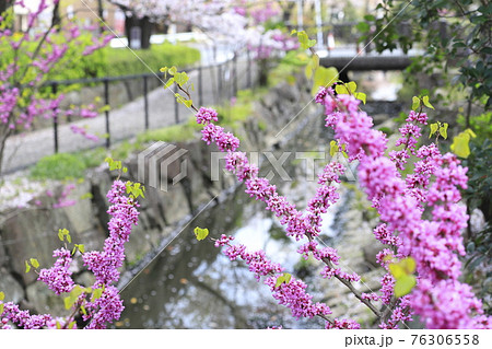 満開の花蘇芳(ハナズオウ) 桜の背景 満開の花蘇芳(ハナズオウ) 桜の背景 76306558