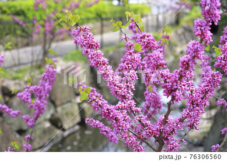満開の花蘇芳 ハナズオウ 桜の背景 の写真素材