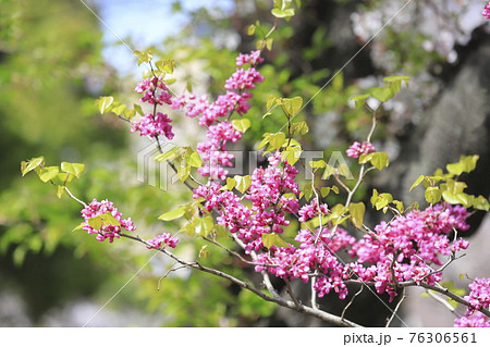 満開の花蘇芳(ハナズオウ) 桜の背景 満開の花蘇芳(ハナズオウ) 桜の背景 76306561