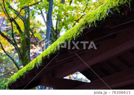 みちのくの小京都　秋田角館の秋　雨上がりの武家屋敷通り　苔生した屋根の滴 76306615