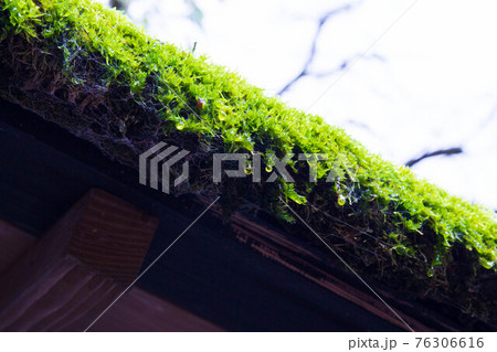 みちのくの小京都 秋田角館の秋 雨上がりの武家屋敷通り 苔生した屋根の滴 みちのくの小京都 秋田角館の秋 雨上がりの武家屋敷通り 苔生した屋根の滴 76306616