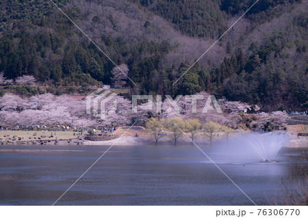 広島県安芸高田市にある八千代湖の桜並木 76306770