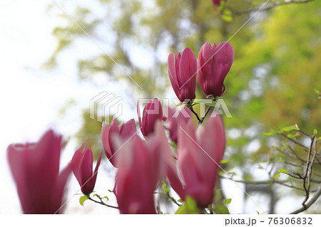 満開の紫木蓮 シモクレン の花 の写真素材