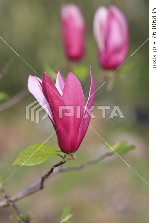 満開の紫木蓮 シモクレン の花 の写真素材