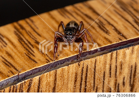 Small jumping spider 76306866