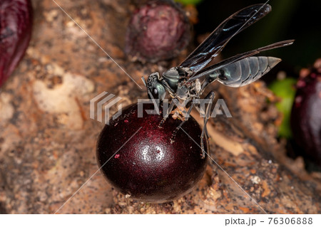 Adult Warrior Wasp 76306888