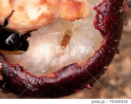 Small Fruit Fly 76306916