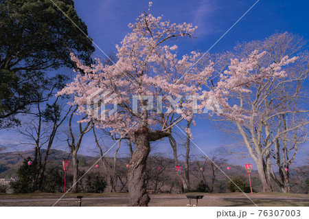 広島県三次市にある尾関山公園の桜の写真素材