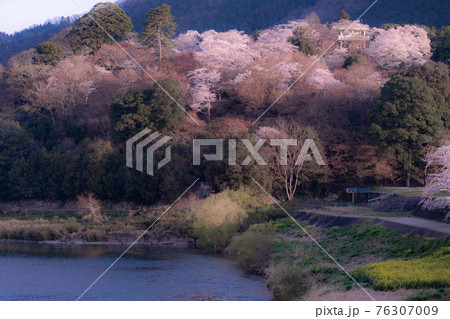 広島県三次市にある尾関山公園の桜 76307009