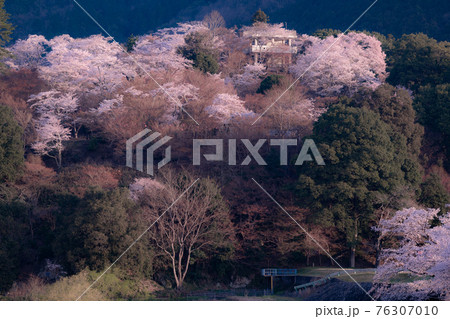 広島県三次市にある尾関山公園の桜の写真素材