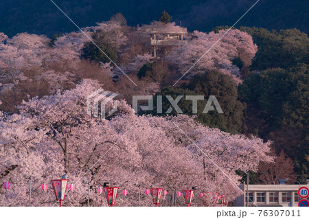 広島県三次市にある尾関山公園の桜 広島県三次市にある尾関山公園の桜 76307011