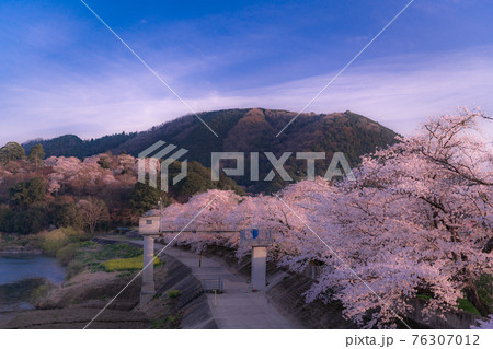 広島県三次市にある尾関山公園の桜の写真素材