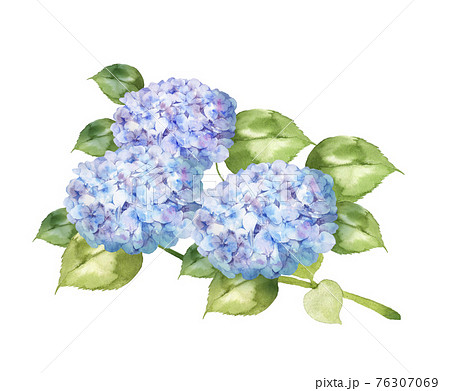 アジサイ 紫陽花 の画像素材 ピクスタ