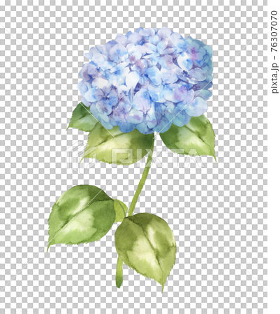 Hydrangea watercolor 76307070