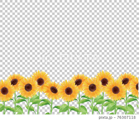 Sunflower sunflower sunflower frame frame summer flower illustration hand-painted Sunflower sunflower sunflower frame frame summer flower illustration hand-painted 76307118