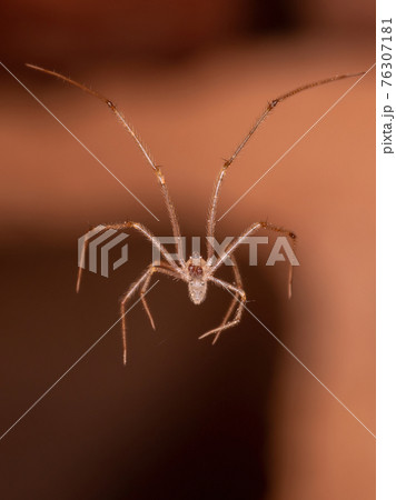 Small Cellar Spider Small Cellar Spider 76307181