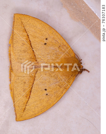 Giant Yellow Moth 76307183