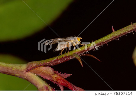 Adult Fruit Fly Adult Fruit Fly 76307214
