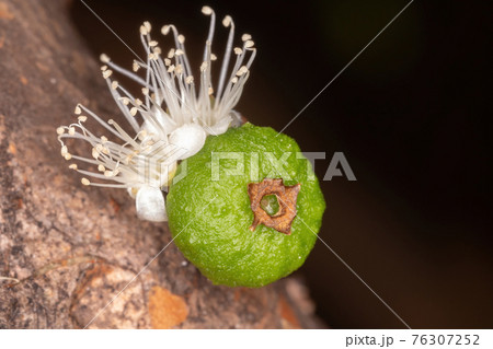 Flowers of a Jaboticaba Tree 76307252
