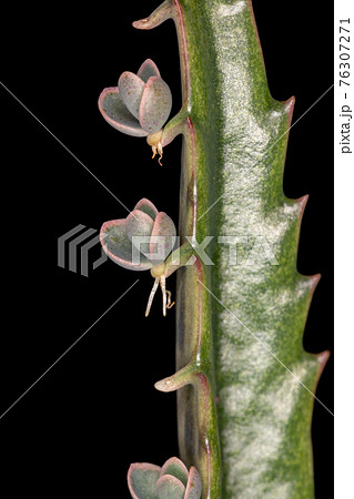 Alligator Plant in macro view 76307271