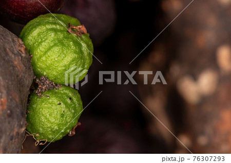 Fruits of a Jaboticaba Tree 76307293