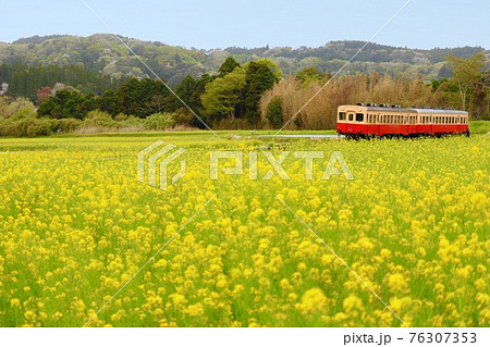 菜の花と小湊鉄道 菜の花と小湊鉄道 76307353