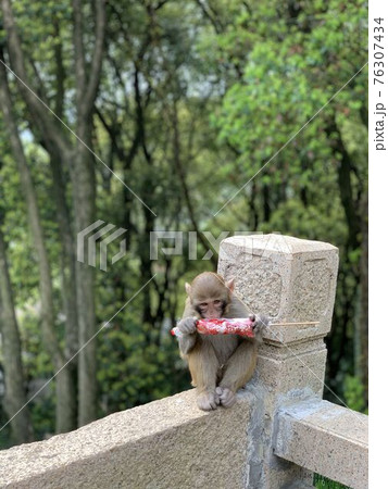 中国の飴菓子を食べている野生の子猿（中国・蘇州） 76307434