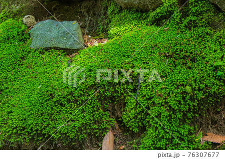 秋田にかほの春　新緑の蚶満寺　苔 76307677