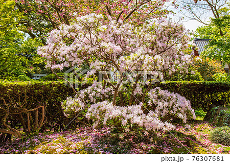 秋田にかほの春 新緑の蚶満寺 桜色のツツジ 秋田にかほの春 新緑の蚶満寺 桜色のツツジ 76307681
