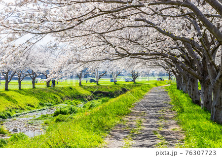 草場川沿いの桜並木と菜の花の風景　福岡県筑前町 76307723