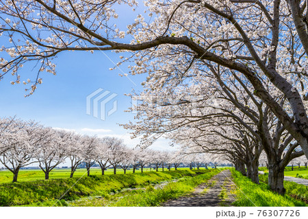草場川沿いの桜並木と菜の花の風景　福岡県筑前町 76307726