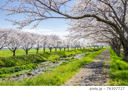 草場川沿いの桜並木と菜の花の風景　福岡県筑前町 76307727