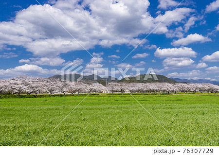 草場川沿いの桜並木と菜の花の風景 福岡県筑前町 草場川沿いの桜並木と菜の花の風景 福岡県筑前町 76307729