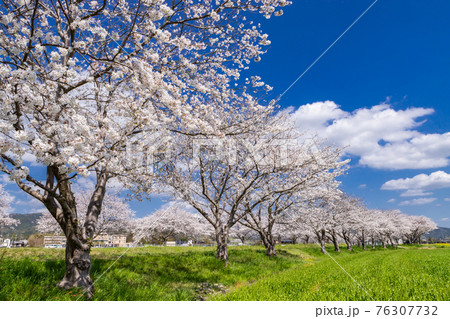 草場川沿いの桜並木と菜の花の風景 福岡県筑前町 草場川沿いの桜並木と菜の花の風景 福岡県筑前町 76307732