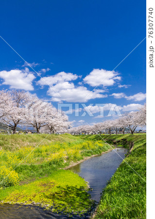草場川沿いの桜並木と菜の花の風景　福岡県筑前町 76307740
